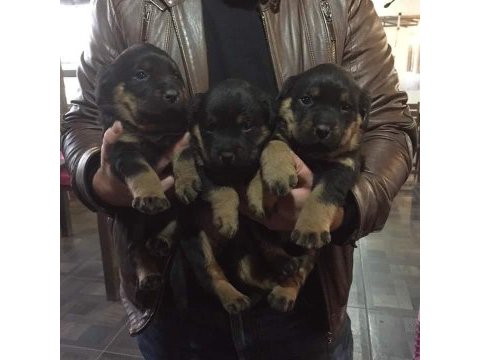 Orjınal yavrular rezervde rottweiler