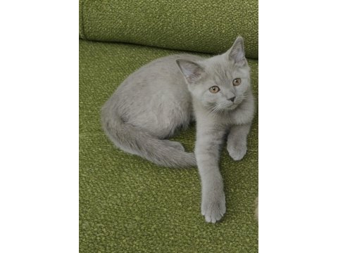 Lilac british short hair erkek