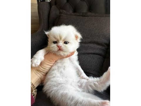 British longhair shorthair yavrular