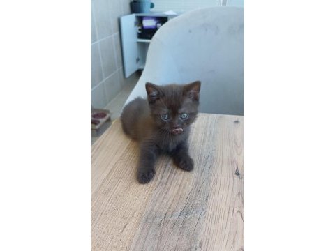 British shorthair yavrulara sıcak yuva