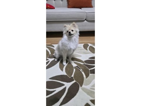 4 aylık erkek yavru spitz sahiplendirilecektir