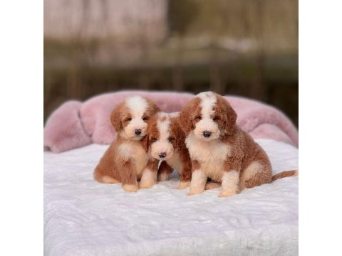 Show kalite giant (dev) poodle yavrular