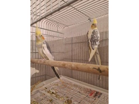 Damızlık pied çift sultan papağanı