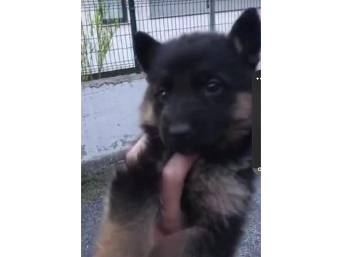 Safkan alman kurdu ırk garantili