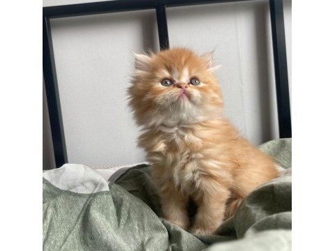 Şahane güzellik show kalite british longhair