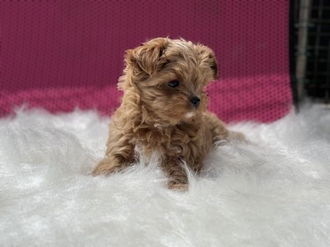 Show kalite tea cup morkie yavrumuz ziyatere açık