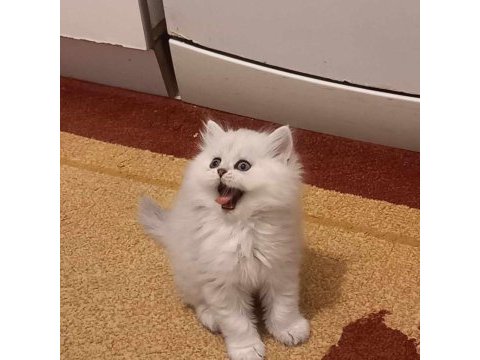 British longhair