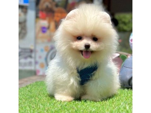 Sevimli pomeranian boo yavrularımız