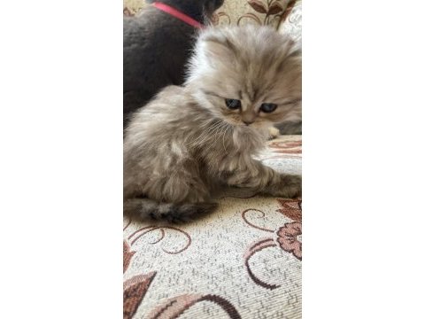 British longhair bebişler