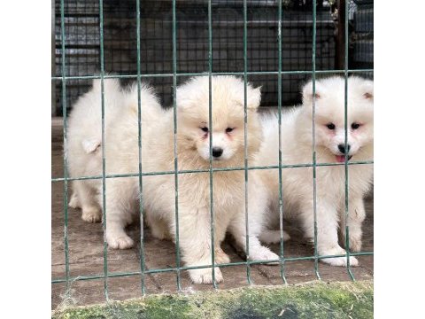 Kıf/fcı şecereli en iyi kalite samoyed bebekler