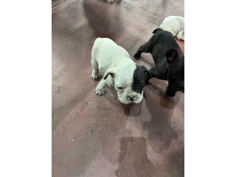 Köpeklerimiz sütten kesildiler mama yiyorlar