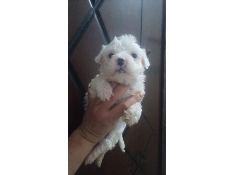 Sevimli bebek maltese