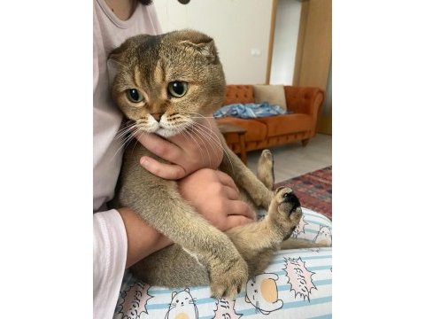 Kedimiz yeşil için yuva arıyoruz