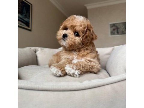 Irk ve sağlık garantili maltipoo