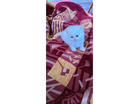 British longhair ve shorthair yavru kediler