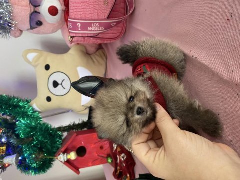 Miniboy teddy bear pomeranian boo yavrular