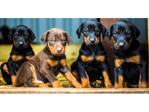 Doberman bebekler
