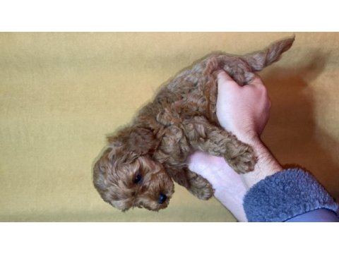 Yavru toy poodle bebeklerimiz 5 günlük