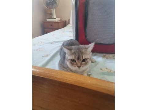 4 aylık kedim scottish fold