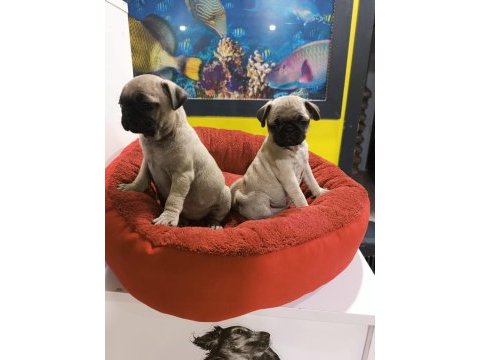 A kalite pug mobs yavrular