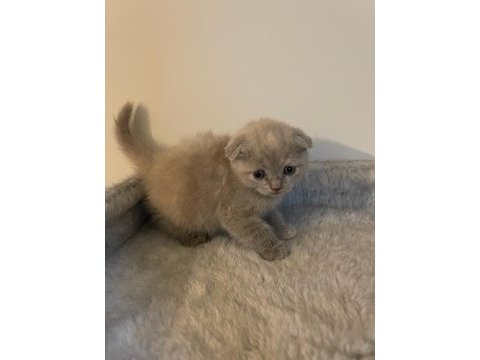 Kahve rengi scottish fold