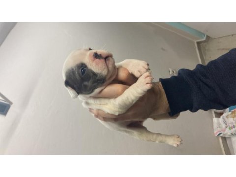 Dişi blue fluffy french bulldog