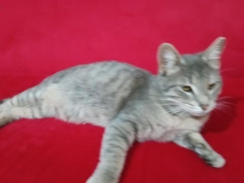 Gri tekir kedi acil yuva arıyor