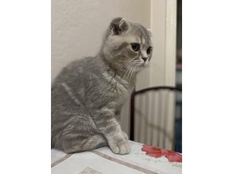 Minik scottish fold kız