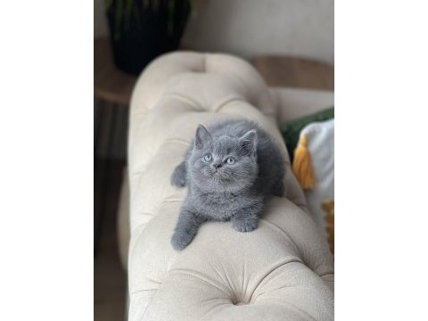 Sosyal british shorthair yavrum