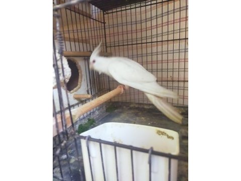Sultan papağanı albino ve wf