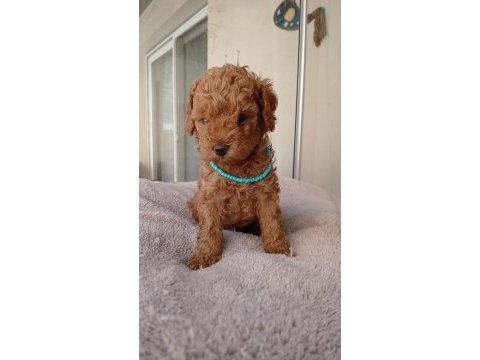 Kore kan red dark ve apricot orjinal poodle yavrular