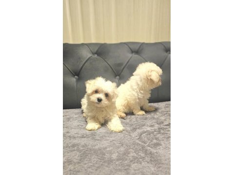 A kalite maltese terrier