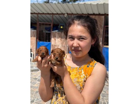 Toy poodle yavrularımız
