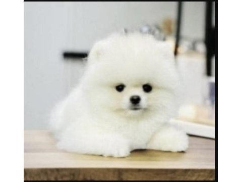 Pomeranian boo yavrularımız