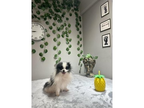 Orta düzey kusursuz ithal 2 yaşında dişi pomeranian