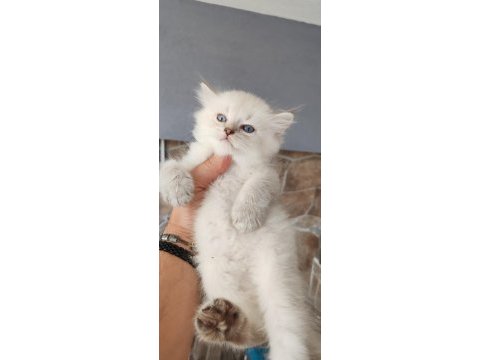 Silver british shorthair