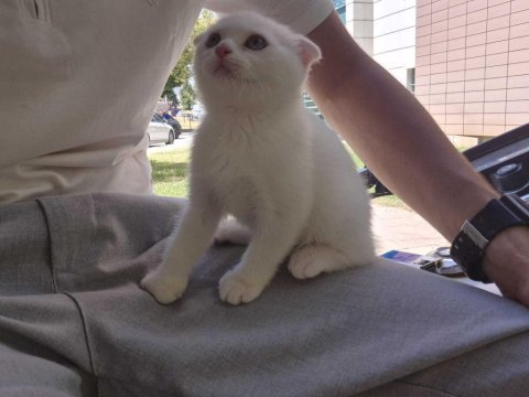 Safkan scottish fold shorthair (white)