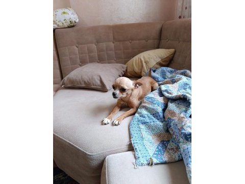 A kalite chihuahua