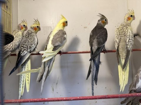 Ele kola alıştırmalık sultan yavruları
