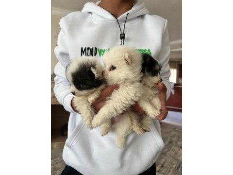 Pomeranian dişi ve erkek yavru