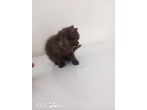 British shorthair nadir renk