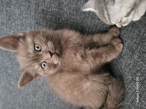 Whiskas british shorthair sağlıklı ve güçlü
