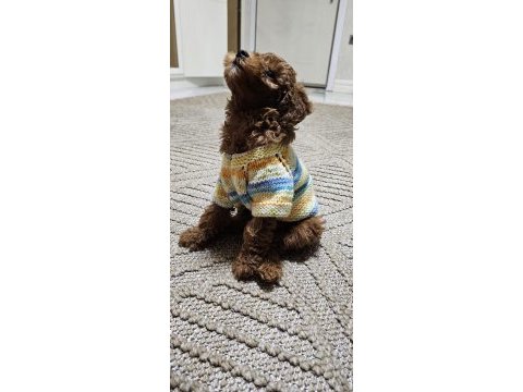 4 aylık dişi oyun bağımlısı poodle