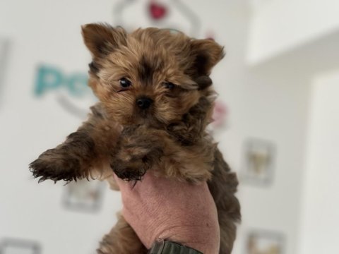 Show kaite exotic yorkshire terrier yavrularımız