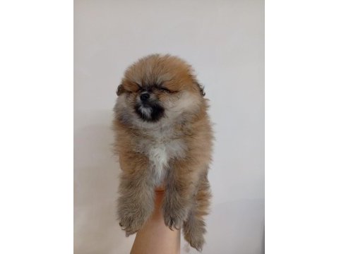 Safkan pomeranian boo erkek yavru