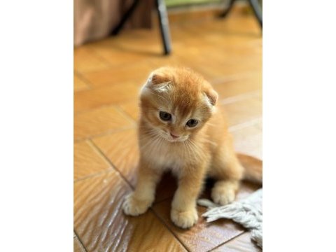 Golden scottish fold bebek