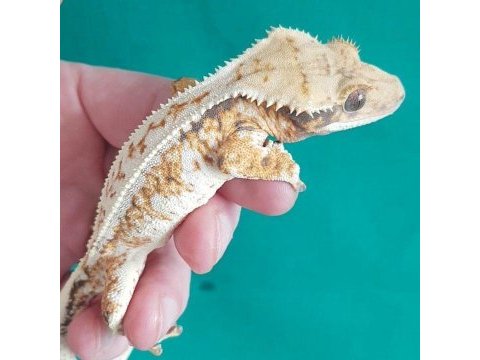 Süper genetikte crested geckolar