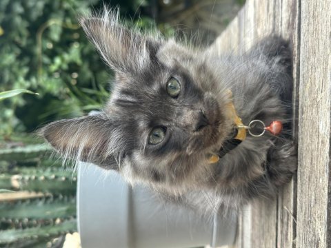 İki buçuk aylık maine coon yavruları