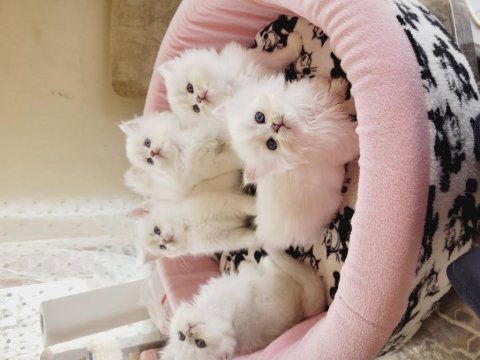 Full secereli bebekler british longhair
