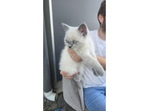 British shorthair blue point kedimiz
